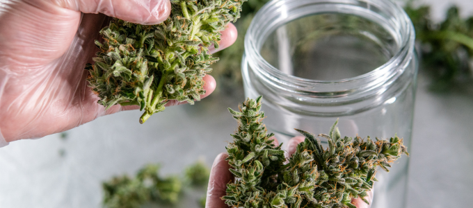 marijuana buds in glass jar