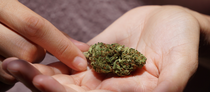 weed bud on hand