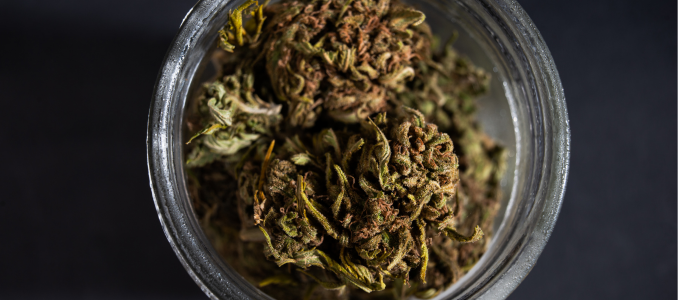 marijuana buds in glass jar