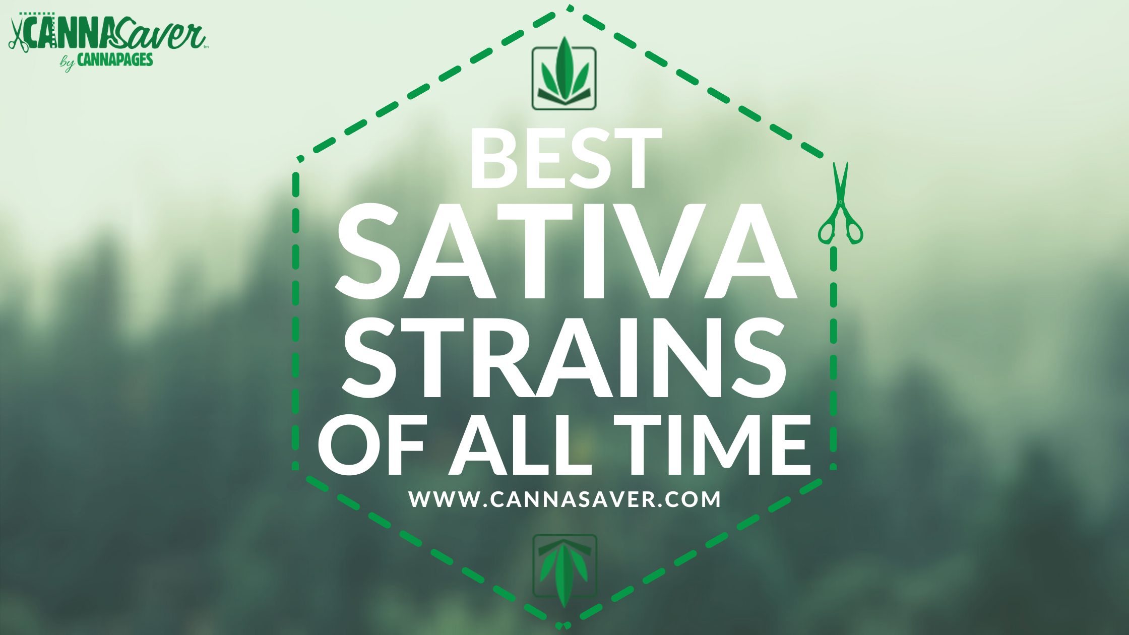 Best Sativa Strains of All Time
