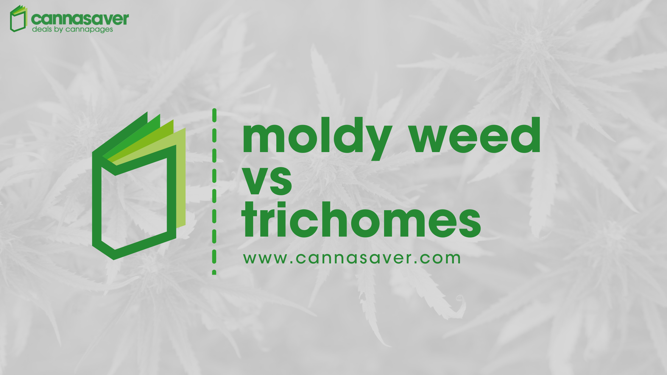 Moldy Weed vs Trichomes