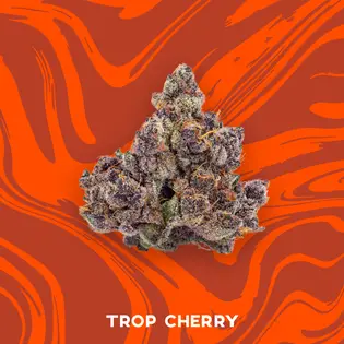 (3.5g) 3.5g | Trop Cherry