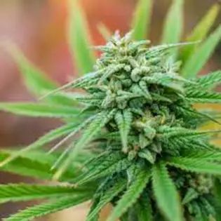 $80 Clearwater ounce flower