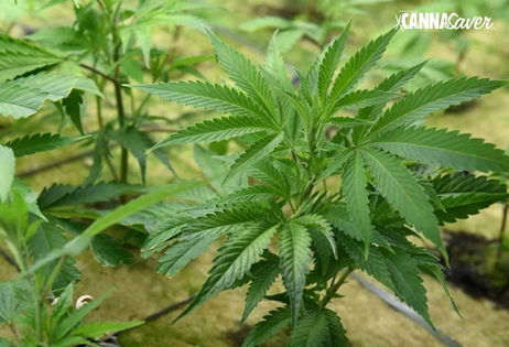 20% off Clones & Seeds