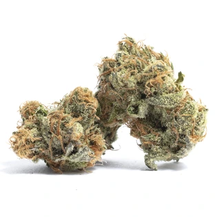 (each) Gelato 41 7g, Smalls