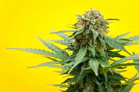Buy 2 Get 2 $0.01 Top Shelf 8th Flower ($64+Tax per 14 Grams)