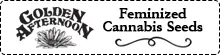 Golden Afternoon Cannabis Seeds Deal!