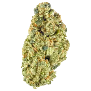 (g) Grapefruit Headband || The Local Production