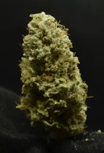 (g) Banana Kush - Flower - Hybrid