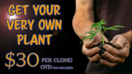 Clones for UGS