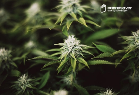 GET 8/500mg Carts for $96 OTD! GET 8/1000mg Carts for $154 OTD!