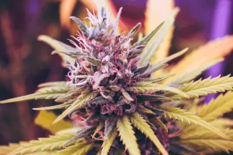 SAVE ON TOP SHELF BUD!!!! $5 off Reserve and Top Shelf Flower!!