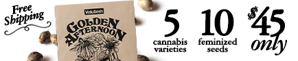 Golden Afternoon Cannabis Seeds Deal