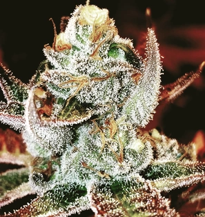 1/2 Ounce Flower $59.53 DENREC Award Winning Flower