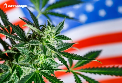 BOGO 50% Off Nomad Extracts