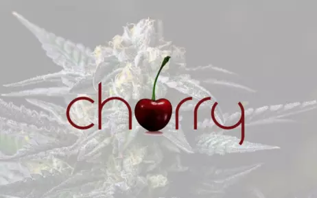 Cherry Colorado 500mg Cartridges - 2 for $20!