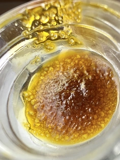 (each) Canna Montana - Concentrate - Hybrid