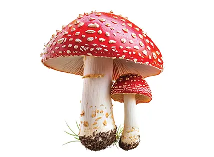 $145/Oz Magic Mushrooms | Mix & Match!