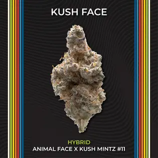 (2.83g) Kush Face #1 - Select | 2.83g