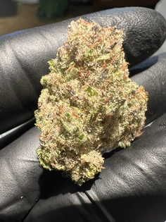 (1.0g) White Wookie - Flower - Indica