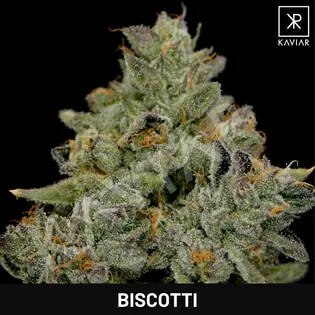 (g) Biscotti