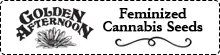 Feminized Cannabis Seeds from ValuSesh